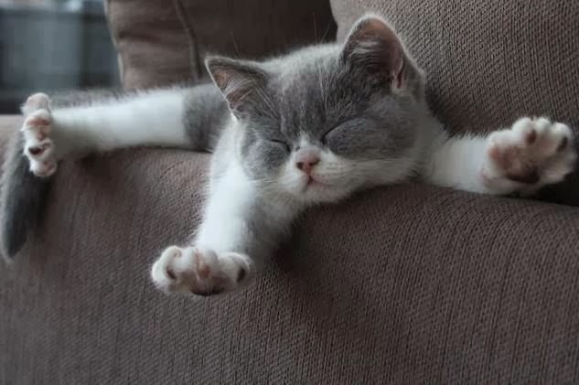 Gato Gato