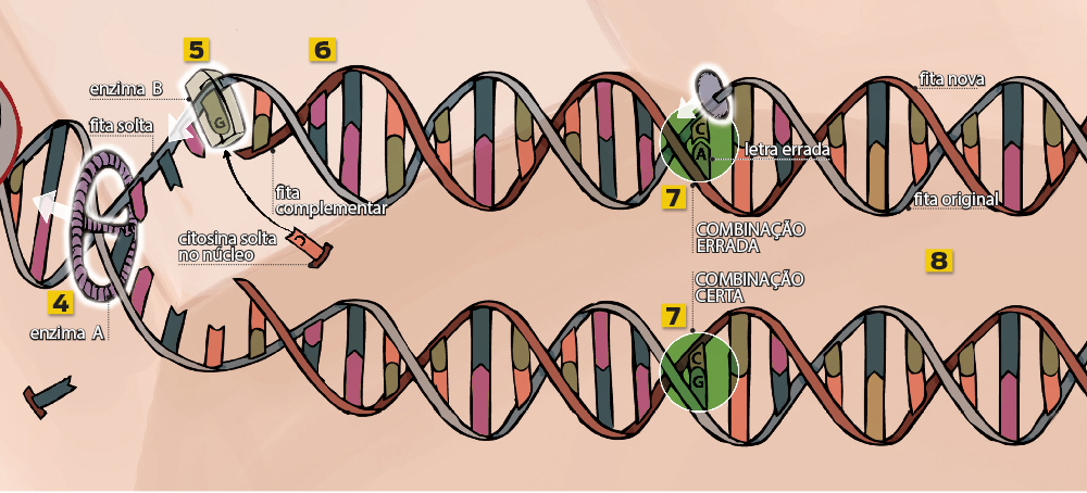 A chave da mudança: o DNA