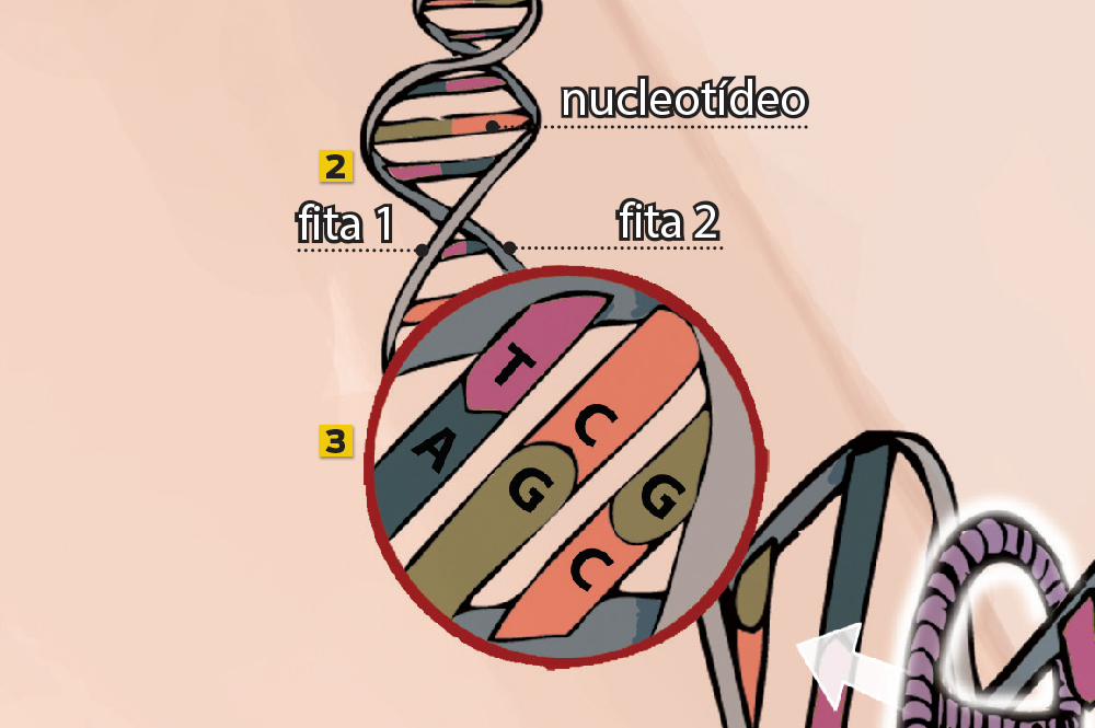 A chave da mudança: o DNA