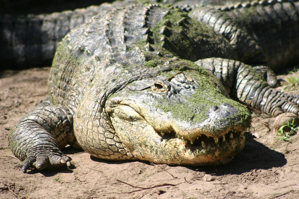 american_alligator