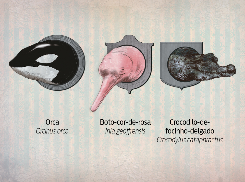 Como um animal é declarado extinto?