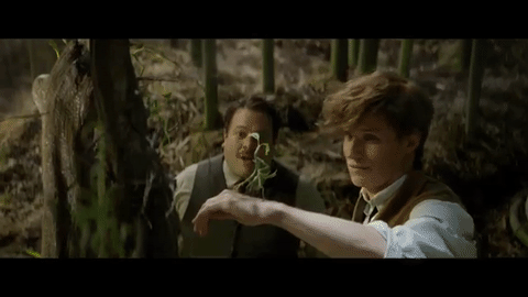 animaisfantasticos9