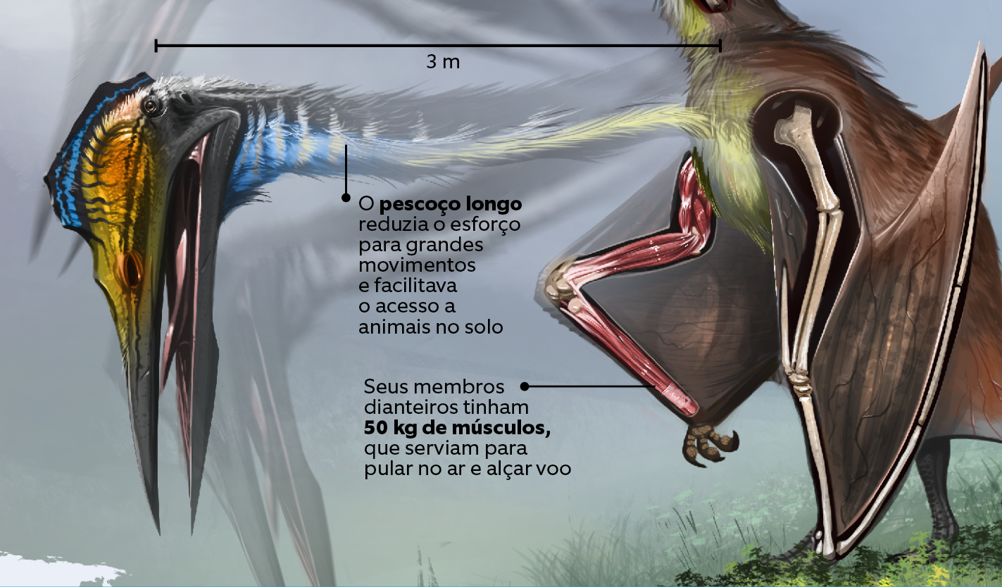 Como era a anatomia de um pterodáctilo?