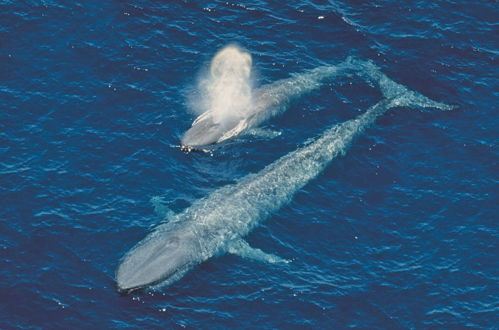 Featured image of post Baleia Azul Fotos / Encontre as melhores imagens profissionais gratuitas sobre baleia azul.