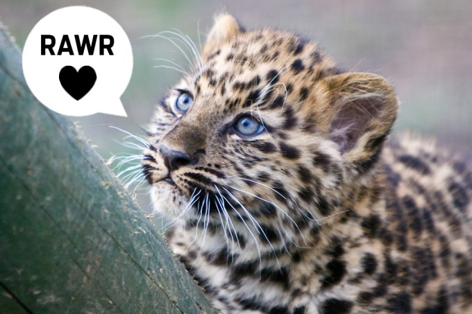 Bebê leopardo solta um rugido feroz e exemplifica como os animais mudam 2