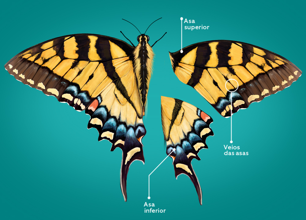 Corpo De Borboleta Com Defeito Quais Os Sintomas Ensino