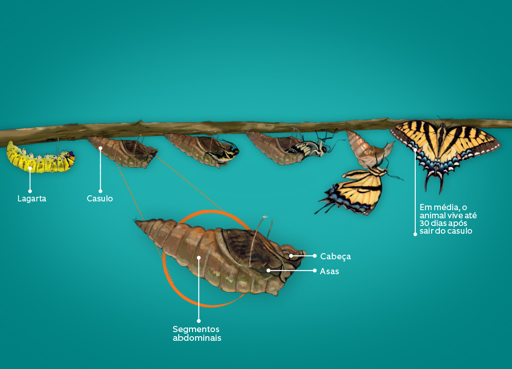 Borboleta-metarmofose