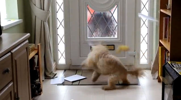 Ansiedade: o mal do século atinge animais domésticos