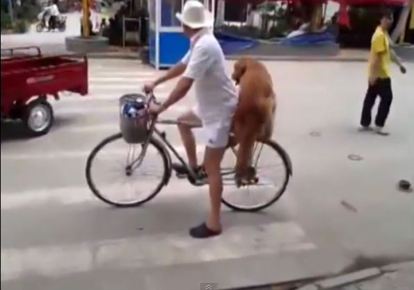 cachorro-bike