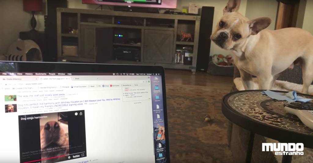 Cachorros criam parceria artística totalmente ocasional