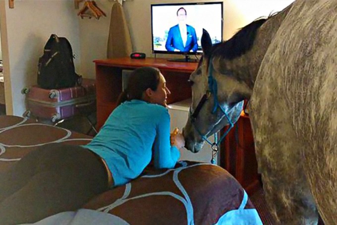 Mulher testa limites de hotel e leva cavalo para seu quarto