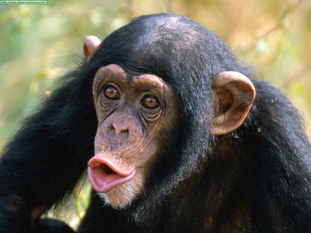 Pesquisa indica que chimpanzés conseguem reconhecer traseiros