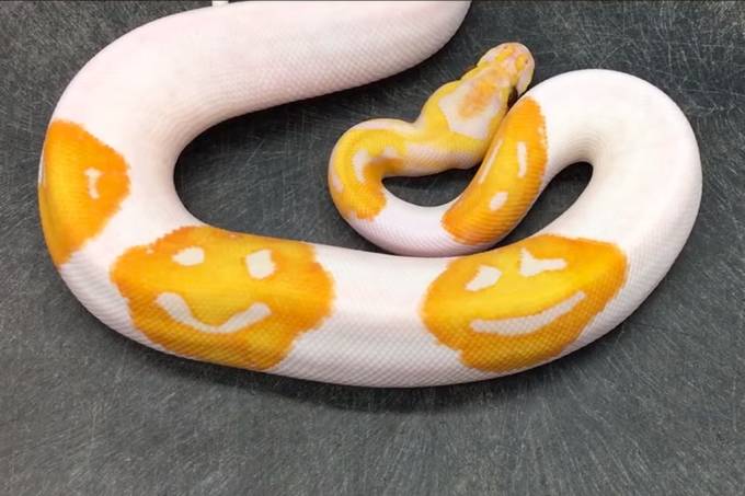A cobra mutante mais simpática que você já viu