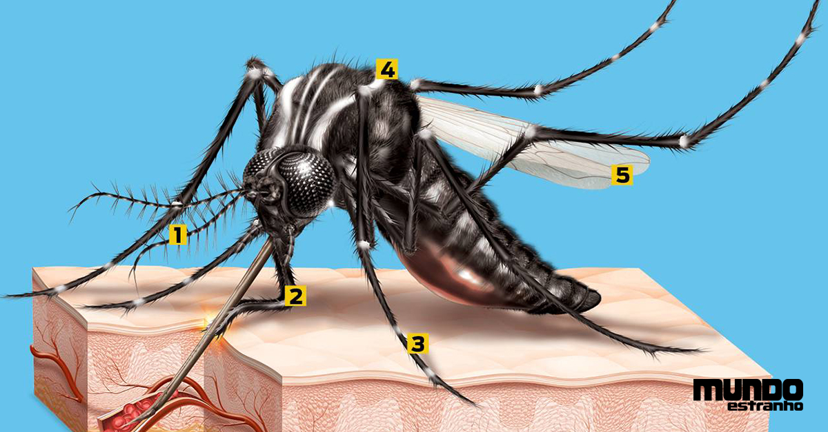 Como A Anatomia Do Mosquito Da Dengue Super