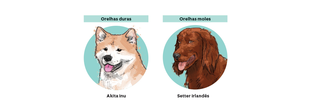 Por que alguns cães têm orelhas rígidas e outros orelhas caídas?