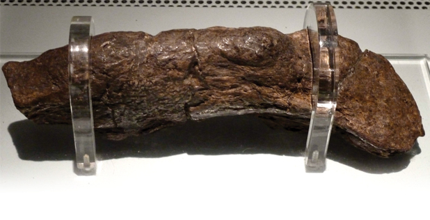 O que são coprólitos?