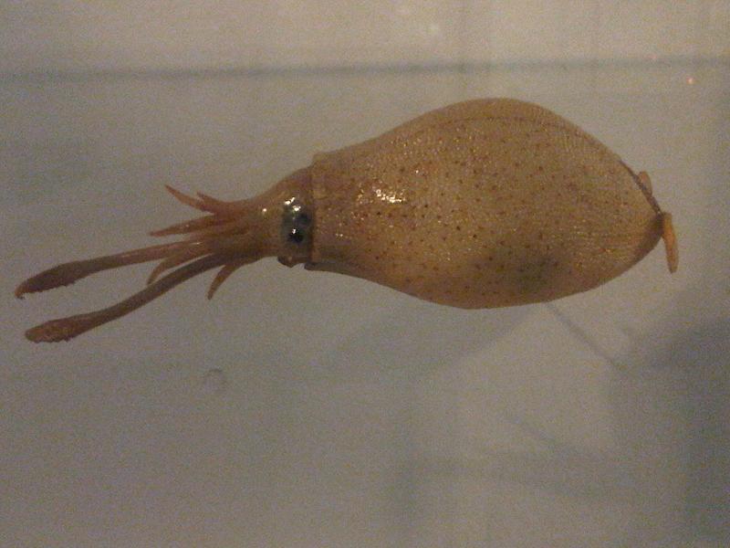 cranchia_scabra_-_nhm_1