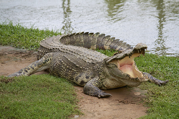 crocodilo-correto