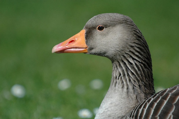 daisy_goose_i_9670800