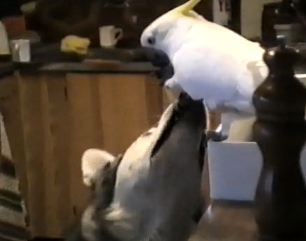 A dama e o vagabundo reloaded