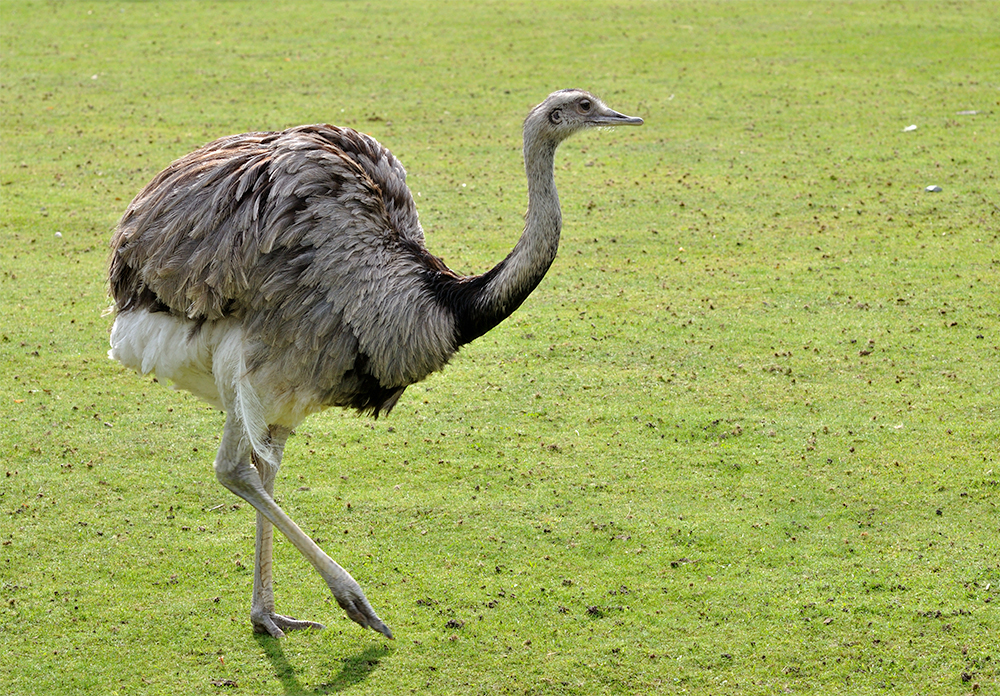 Emas (Rhea americana)