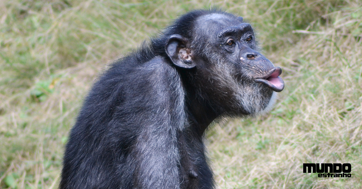 Pesquisa indica que chimpanzés conseguem reconhecer traseiros