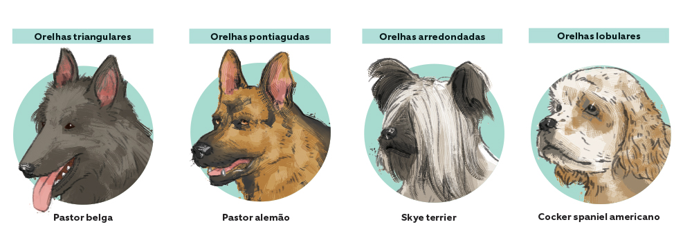 Por que alguns cães têm orelhas rígidas e outros orelhas caídas?