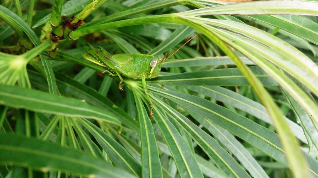 Gafanhotos serão treinados para cheirar explosivos