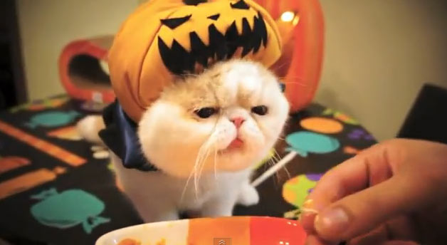 gato-halloween