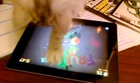 gato-ipad-fruit-ninja