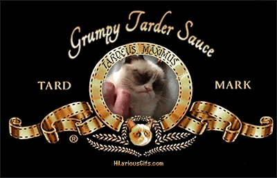 Estudo mostra que, ao contrário da fama que têm, os gatos gostam muito dos seus donos.