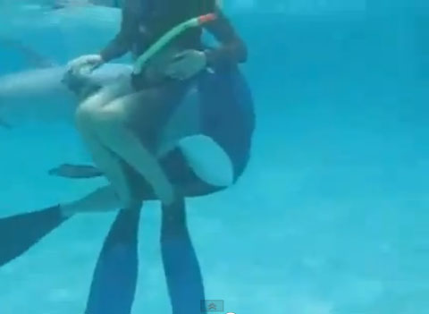 Golfinho faz confusão e tenta cruzar com mergulhadores