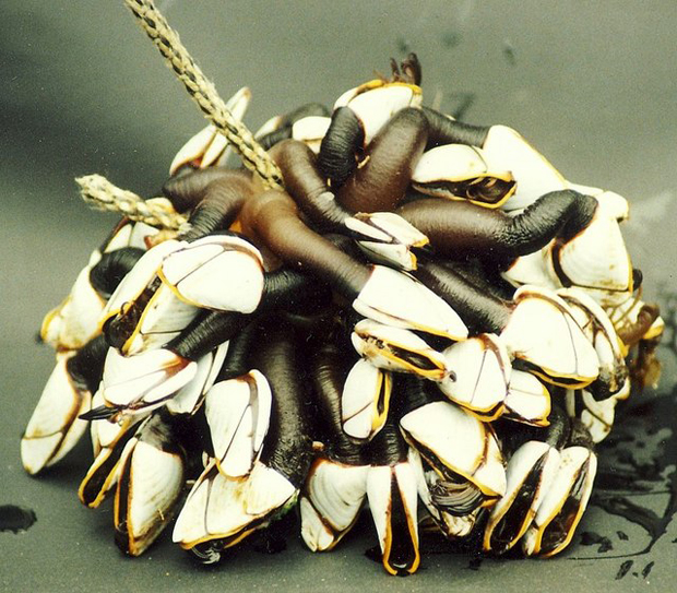 goose_barnacles_-_adrift_off_hopeman_-_geograph-org_-uk_-_1159952