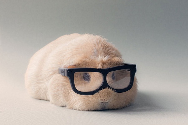 guinea-pig-booboo-lieveheersbeestje-21