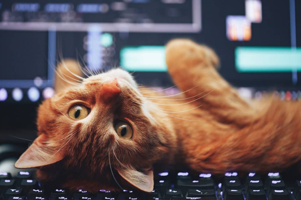 Cat on Computer Keyboard