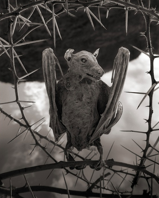 lake-of-doom-deadly-waterway-calcifies-any-animal-that-dares-to-dive-in-the-verge-1