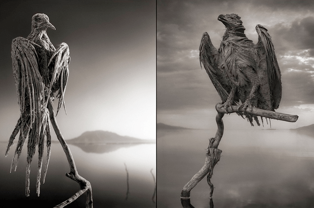 lake-of-doom-deadly-waterway-calcifies-any-animal-that-dares-to-dive-in-the-verge