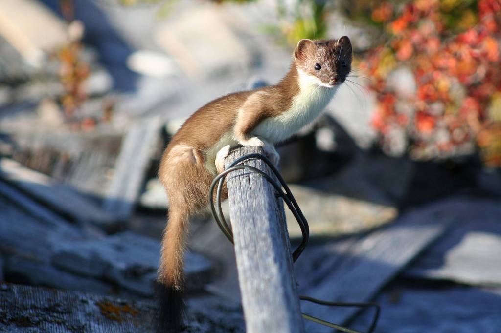 least_weasel_3766818218-1