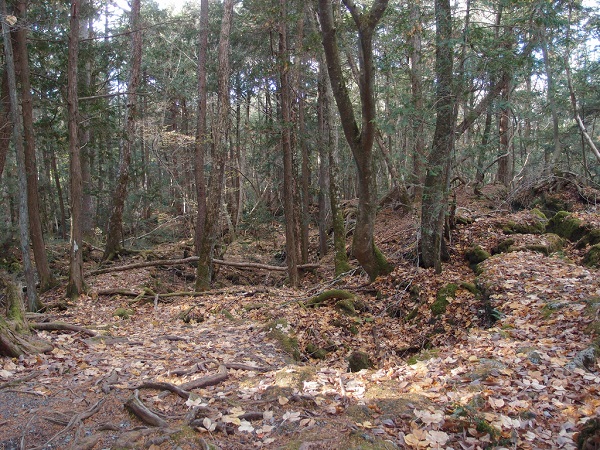 lugares_aokigahara