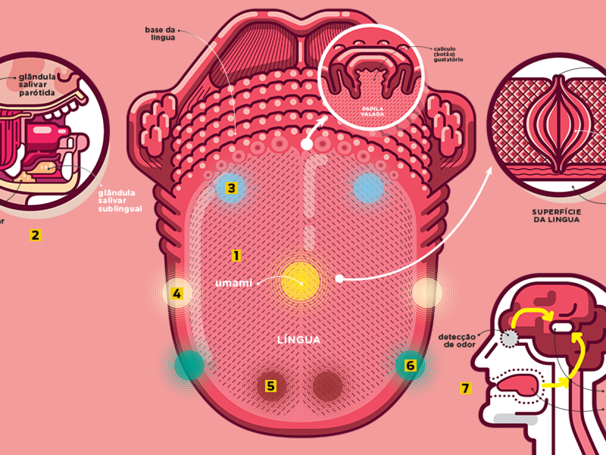 papilas gustativas no lado da língua