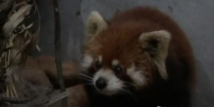 panda-vermelho