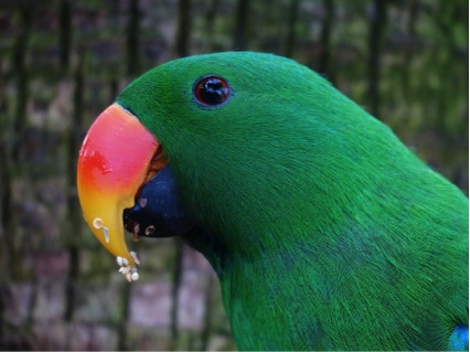 Para ficarem doidões, papagaios atacam plantações de papoulas