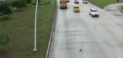 Pato tenta atravessar rodovia no Panamá. Ele vai sobreviver?
