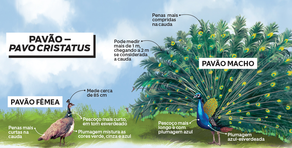 Pavão