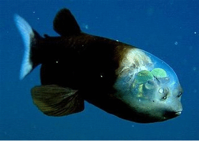 peixe-post