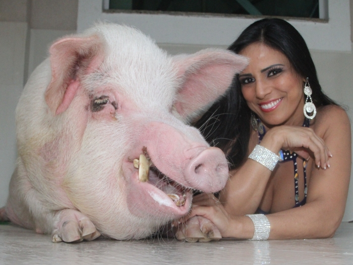 Musa do carnaval cria porco de 250 kg em casa