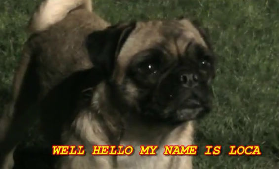 pug