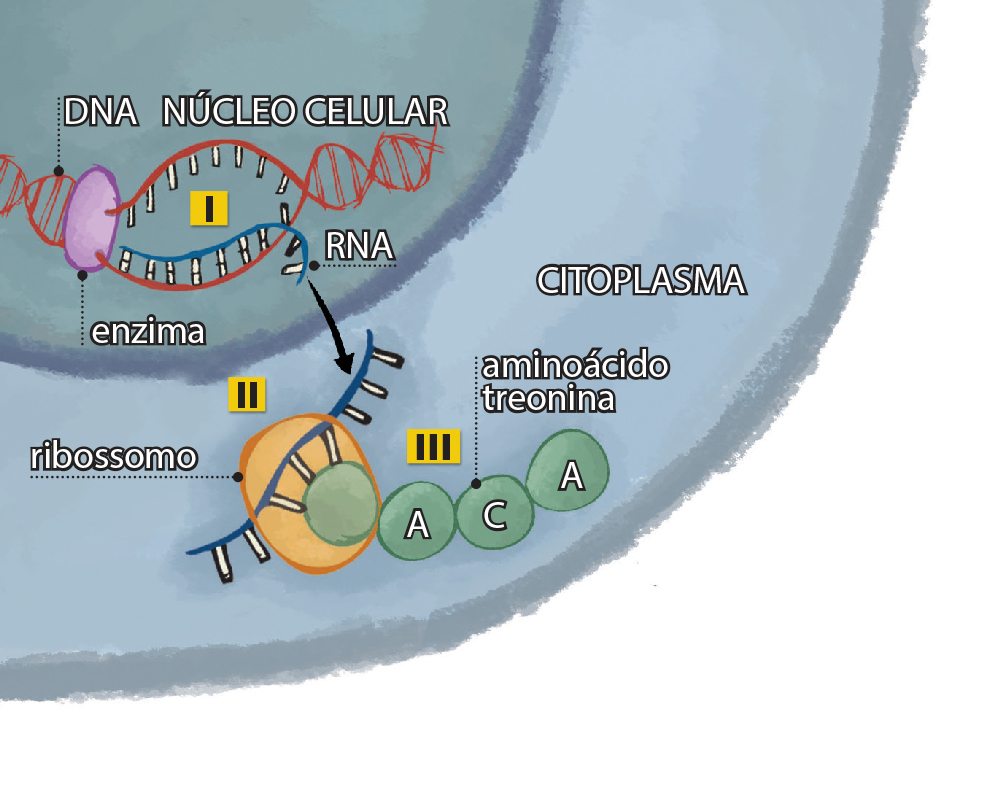 A chave da mudança: o DNA