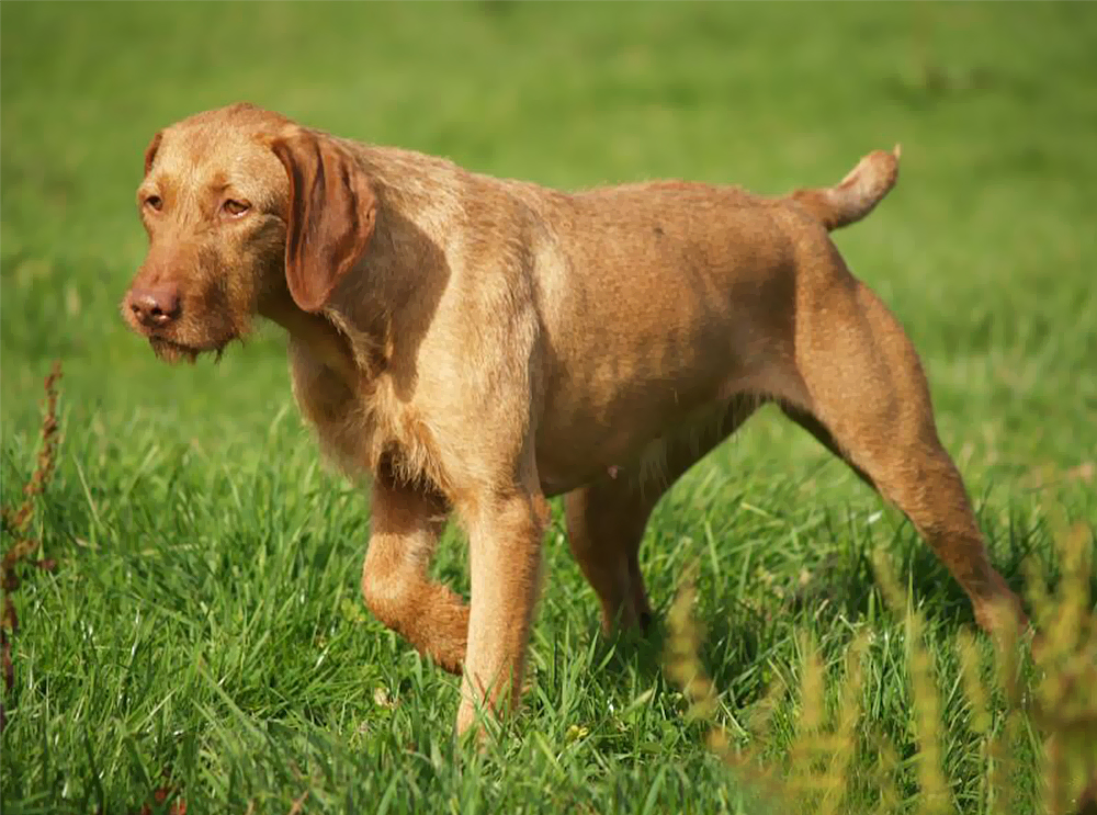 Cachorro tenta se candidatar a cargo de governador nos EUA