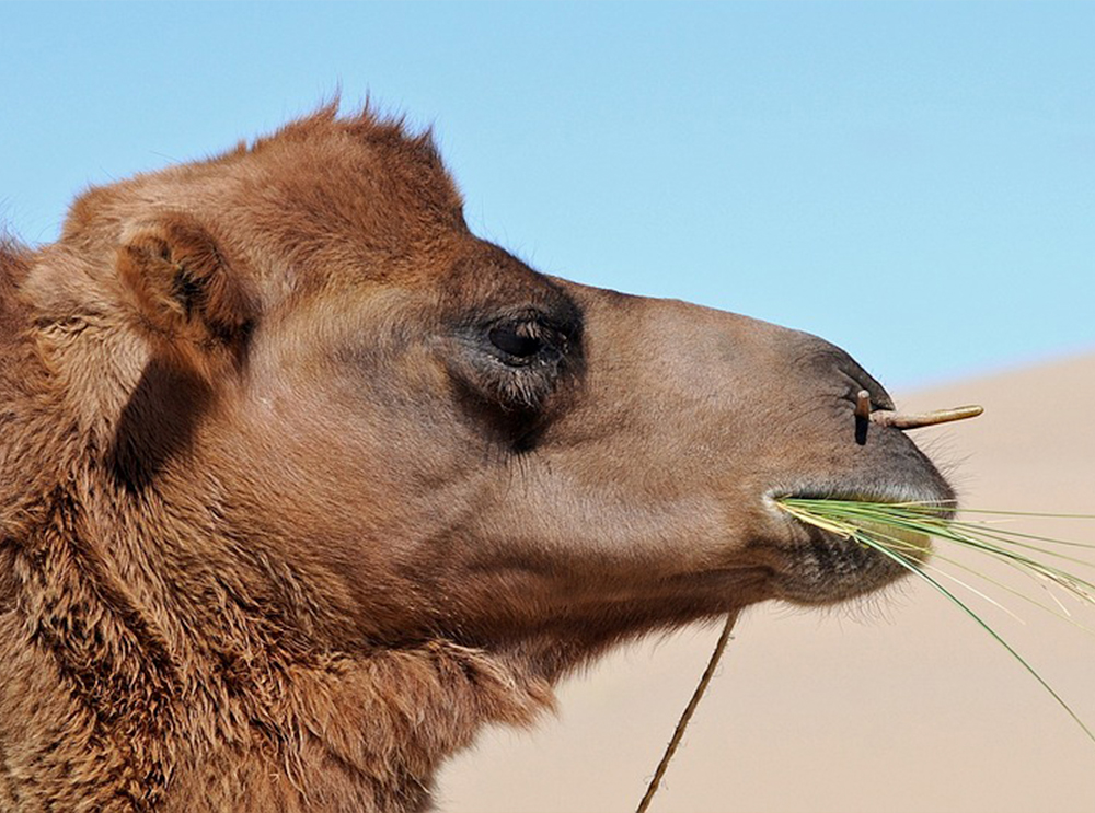 Sem medo de espinhos: como o camelo consegue comer cactos
